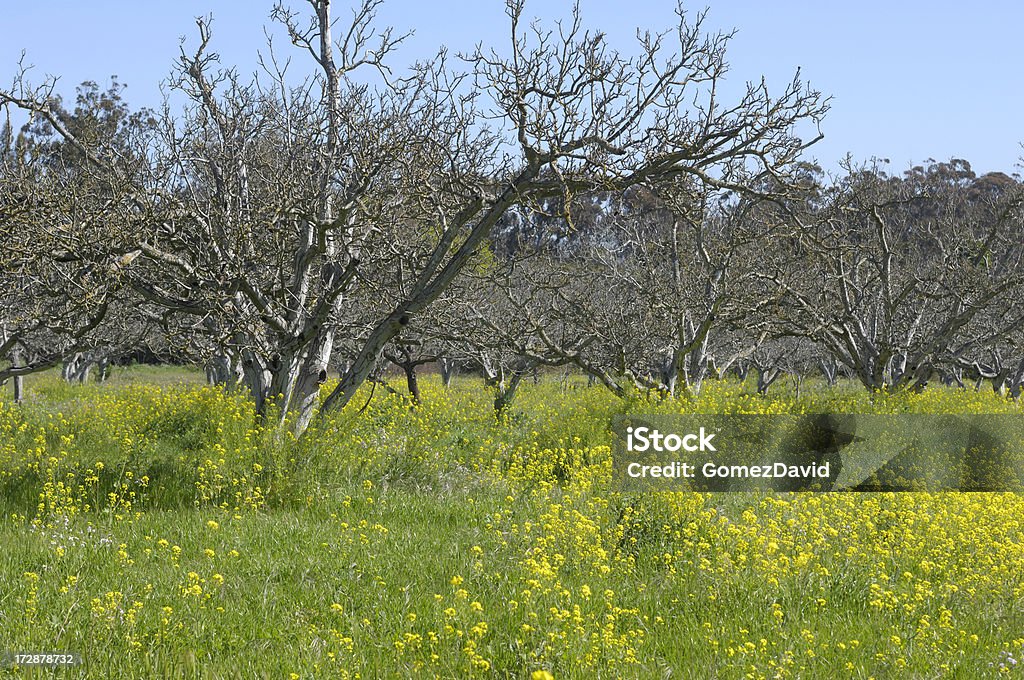Bare Obstbäume - Lizenzfrei Agrarbetrieb Stock-Foto