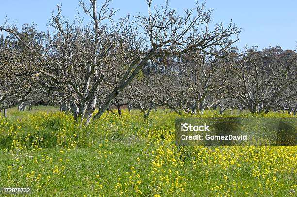Bare Obstbäume Stockfoto und mehr Bilder von Agrarbetrieb - Agrarbetrieb, Baum, Blume
