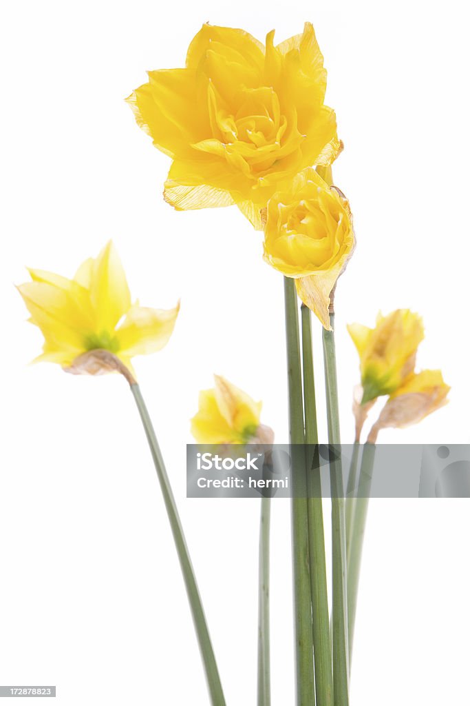 Primavera GIALLO NARCISO su bianco - Foto stock royalty-free di Allegro