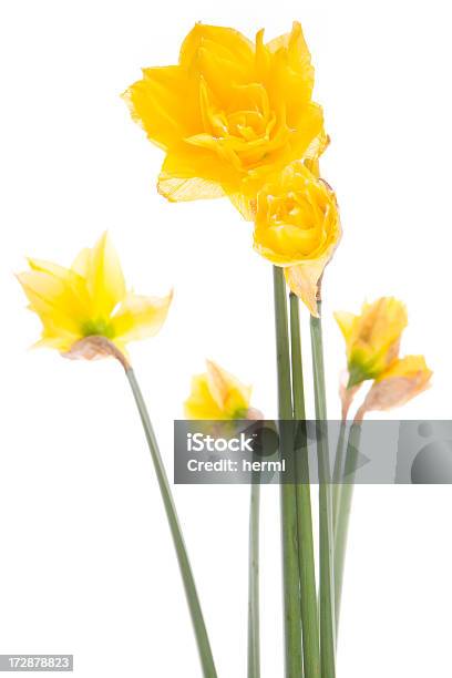 Primavera Giallo Narciso Su Bianco - Fotografie stock e altre immagini di Allegro - Allegro, Ambientazione esterna, Aprile