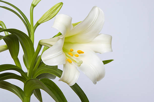 easter lily - madonnenlilie stock-fotos und bilder