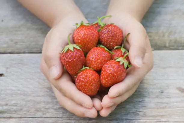 A handful of fresh strawberries. Typical swedish summer dessert. Old wood background.See also: