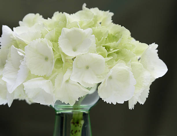 istock Almost white hortensia flower 172879130