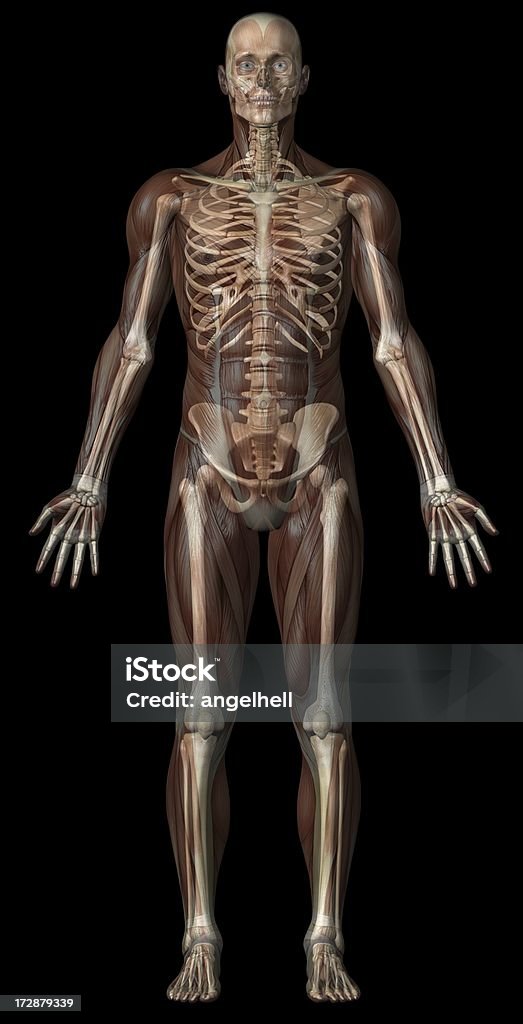 Corpo umano trasparente di un uomo con i muscoli e skeleton - Foto stock royalty-free di A petto nudo