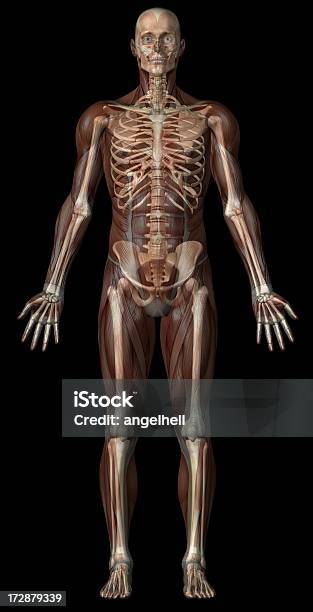 Corpo Umano Trasparente Di Un Uomo Con I Muscoli E Skeleton - Fotografie stock e altre immagini di A petto nudo