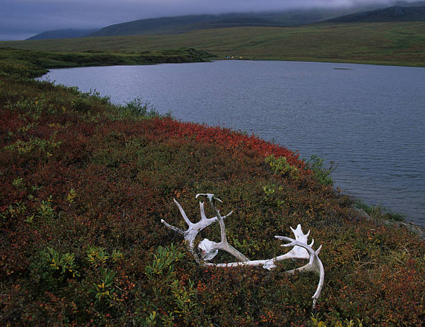 istock Caribou Antlers at Natat Lake 172879475