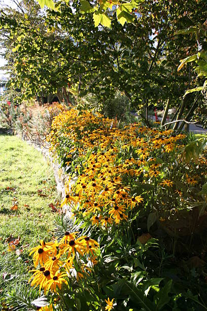 istock Autumnal Garden with Yellow Daisies 172879535