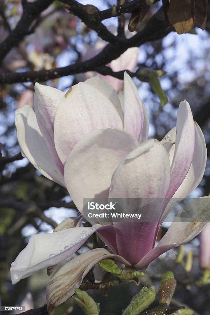 Aberto brancas e cor-de-rosa com flores de Magnólia-solangeana - Foto de stock de Aberto royalty-free