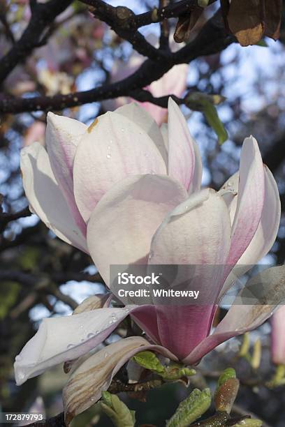 Aberto Branco E Rosa X Explosão De Magnólia Soulangeana - Fotografias de stock e mais imagens de Aberto