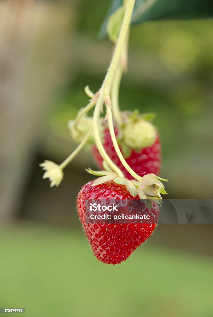 Strawberries on the Vine Ripe strawberries. Strawberry Stock Photo