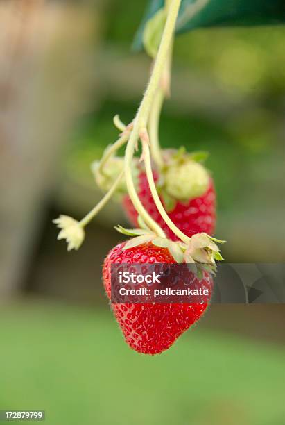 Strawberries On The Vine Stock Photo - Download Image Now - Strawberry, Vine - Plant, Agriculture