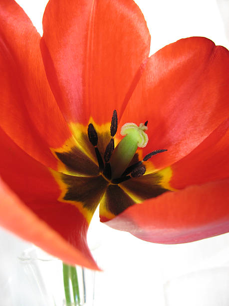 Red Tulip stock photo