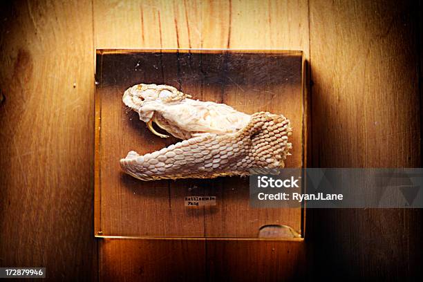 Serpiente De Cascabel Cabeza En Cubo De Plástico Foto de stock y más banco de imágenes de Alimento conservado - Alimento conservado, Animal, Animal muerto
