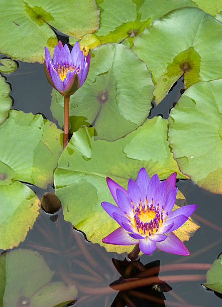 two Purple Lotuses stock photo