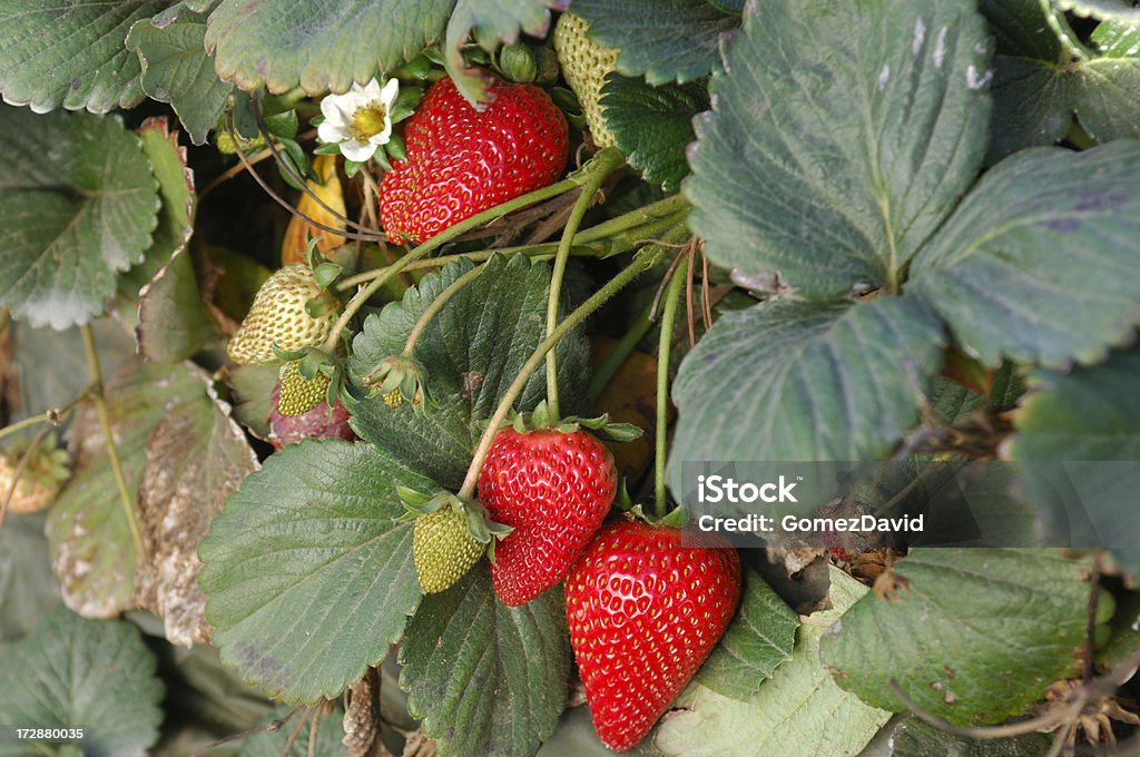 Close-up of Ripening Strawberies на Vine - Стоковые фото Антиоксидант роялти-фри