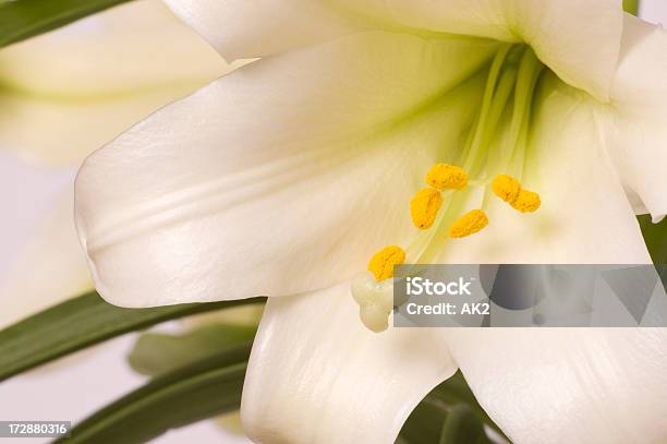 Easter Lily Closeup Stock Photo - Download Image Now - Beauty In Nature, Celebration Event, Close-up