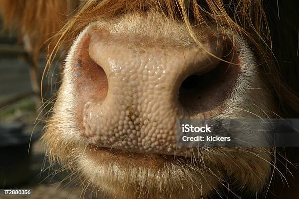Kiss Me Honey - スコットランド ハイランド地方のストックフォトや画像を多数ご用意 - スコットランド ハイランド地方, 雄牛, しずく