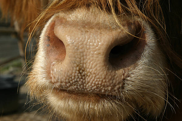istock Kiss me, honey! 172880356
