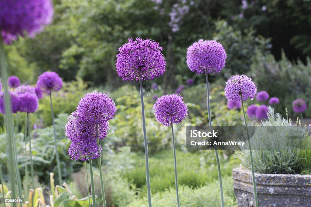 Alliums in giardino - Foto stock royalty-free di Aglio - Liliacee