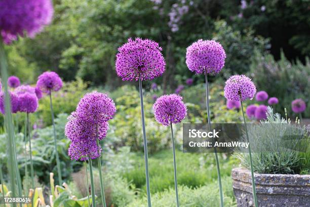 Alliums No Jardim - Fotografias de stock e mais imagens de Flor - Flor, Flor de alho, Fotografia - Imagem