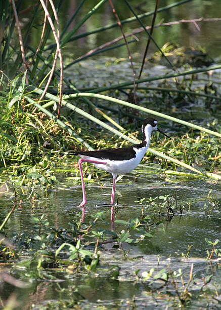 Black Necked Stilt in swamp stock photo