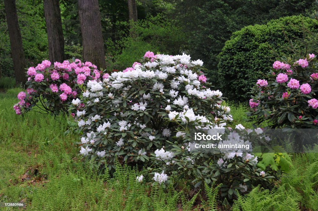 Rhododendron in Blossom Rhododendron in blossom Adventure Stock Photo