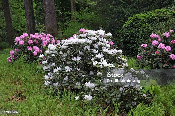 Rhododendron In Blossom Stock Photo - Download Image Now - Adventure, Azalea, Blossom