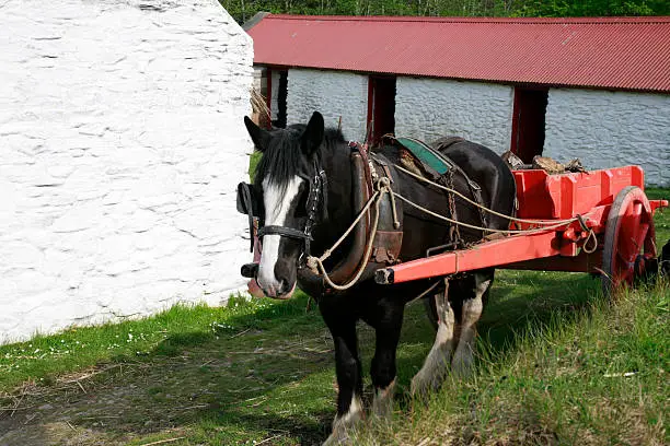 Work horse and cart used to haul firewood and peat around to the restored traditional farm houses in the national park at Muckross House near Killarney Ireland.