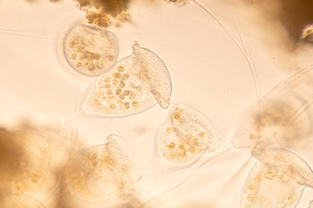 Protozoa and Algae under the microscope for education. Study of Protozoa and Algae under the microscope for education. rotifera stock pictures, royalty-free photos & images