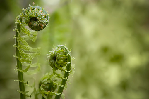 Unfurling fiddlehead ferns in spring