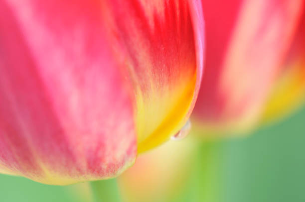 istock Impression of Tulip 172881320