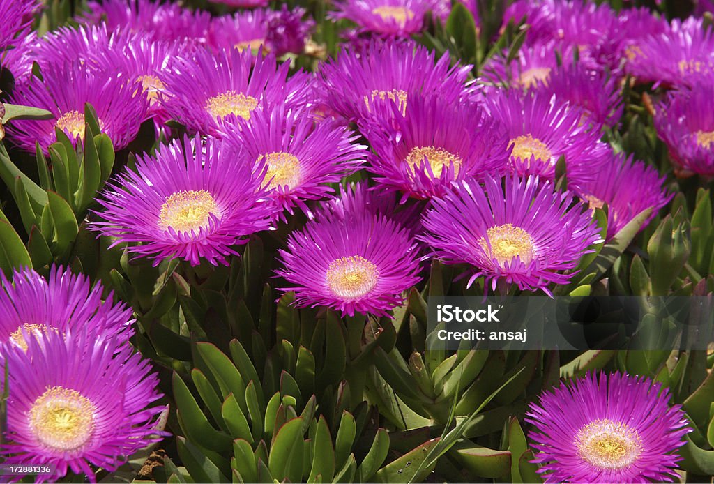 Suculenta com flores cor-de-rosa - Foto de stock de Beleza natural - Natureza royalty-free