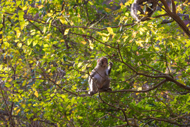 istock Autumn leaves and monkeys 1728813491