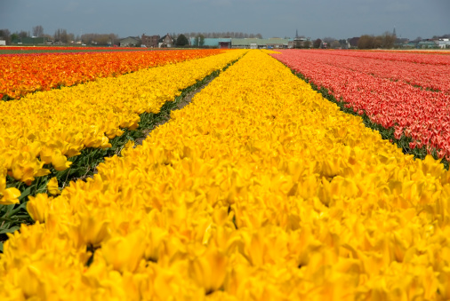 This is a collection of Flowering Tulips from the Bulb Fields at Lisse (the Netherlands).Related images: