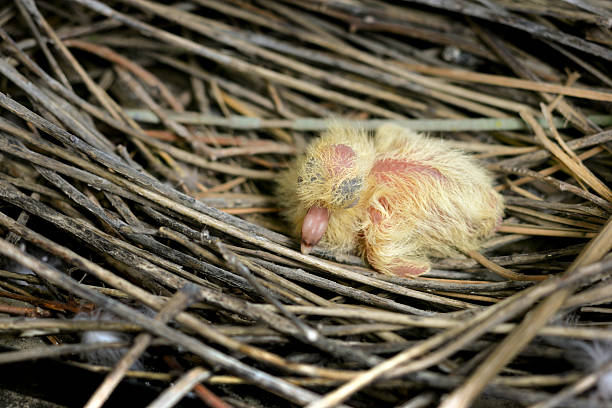 A nest of Fledgling Zebra Doves on a Neon Tree