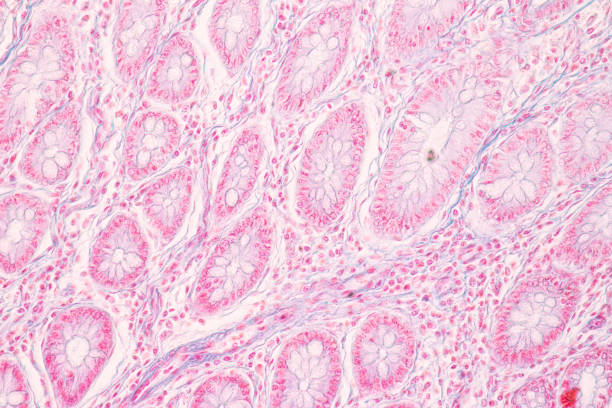 istock Histological Rectum human, Gall bladder human and Urethra Human under the microscope for education. 1728815467