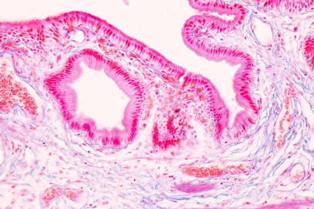 istock Histological Rectum human, Gall bladder human and Urethra Human under the microscope for education. 1728815709