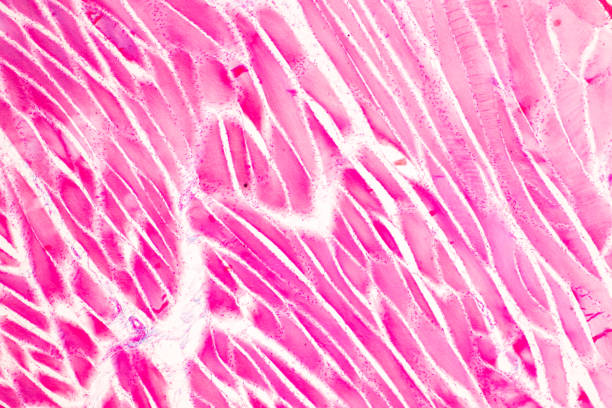 istock Histological Rectum human, Gall bladder human and Urethra Human under the microscope for education. 1728815723