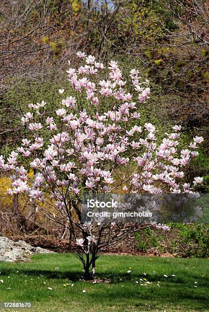 Foto de Magnolia e mais fotos de stock de Magnólia - Flor temperada - Magnólia - Flor temperada, Arbusto, Jardim particular