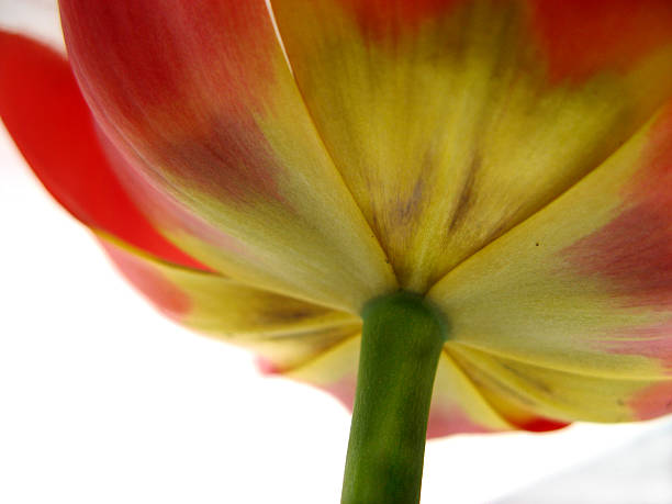 Red Tulip stock photo