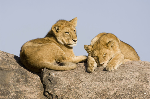 Two lion cubs resting on a rock
