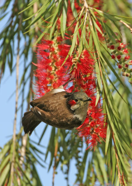 red cheeked bulbul auf roten blühenden baum, corbett np indien - bülbül fotos stock-fotos und bilder