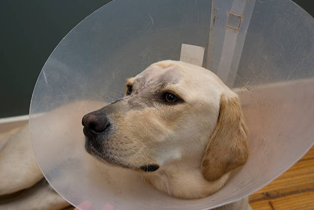 istock Elizabethan Collar on Dog 172882646
