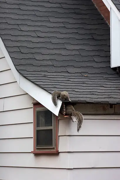 Family of squirrels nesting in house roof attic.