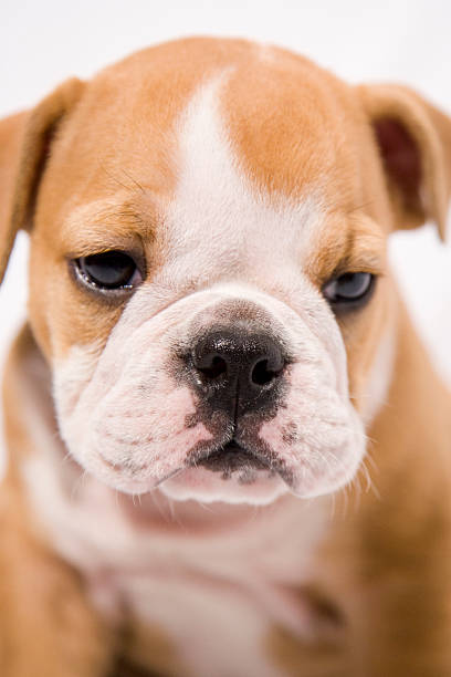 istock Puppy Close-up 172882884
