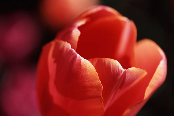Tulipa vermelha - foto de acervo