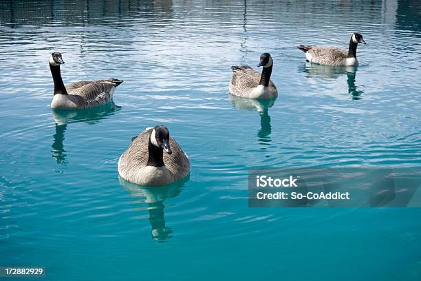 Photo libre de droit de Ici Sont Les Oies banque d'images et plus d'images libres de droit de Bernache du Canada - Bernache du Canada, Bleu, Eau