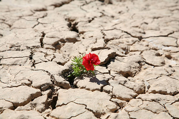 Desert Flower stock photo