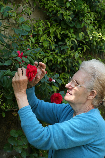 idoso mulher olhando para o vermelho rosa - senior women rose women flower bed imagens e fotografias de stock