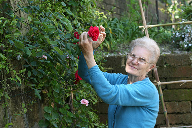 mulher mostrando sua rosas - senior women rose women flower bed imagens e fotografias de stock